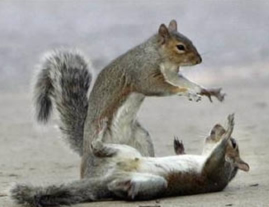 Hypnotist Squirrel
